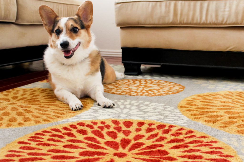 How to Choose a Pet-Friendly Rug?, Lilla Rugs